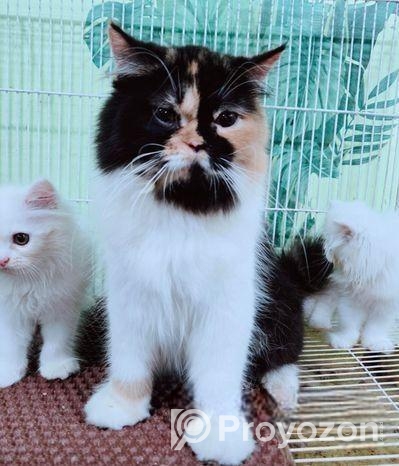 ত্রিপল কোড পিওর পার্শিয়ান বিড়াল