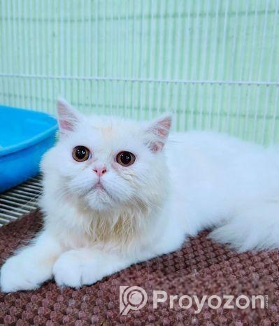 ত্রিপল কোড পিওর পার্শিয়ান বিড়াল