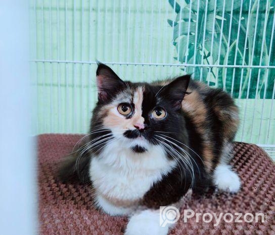 ত্রিপল কোড পিওর পার্শিয়ান বিড়াল