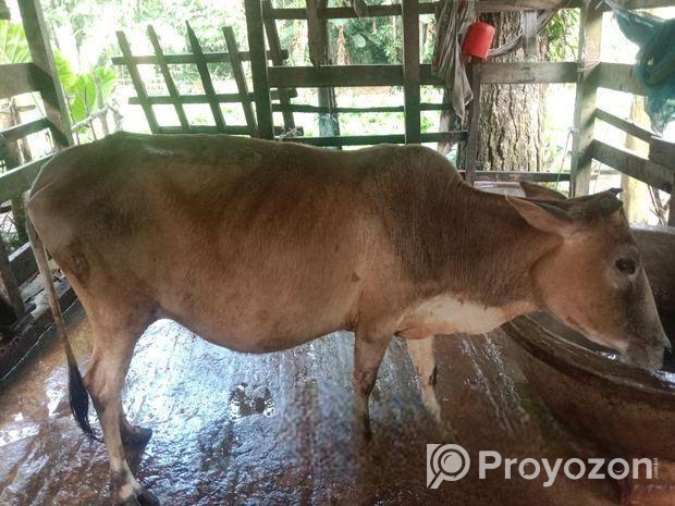 গরু বিক্রি করা হবে বাচ্চা ২ মাস পর