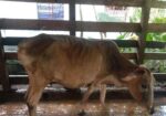 গরু বিক্রি করা হবে বাচ্চা ২ মাস পর