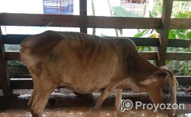 গরু বিক্রি করা হবে বাচ্চা ২ মাস পর