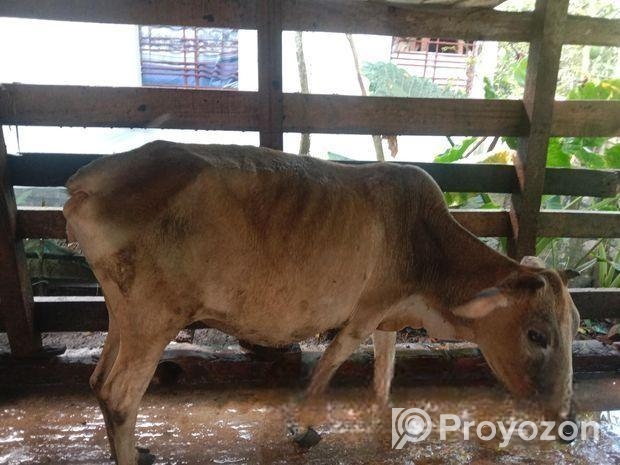 গরু বিক্রি করা হবে বাচ্চা ২ মাস পর