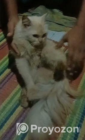 পার্সিয়ান বিড়াল (male)