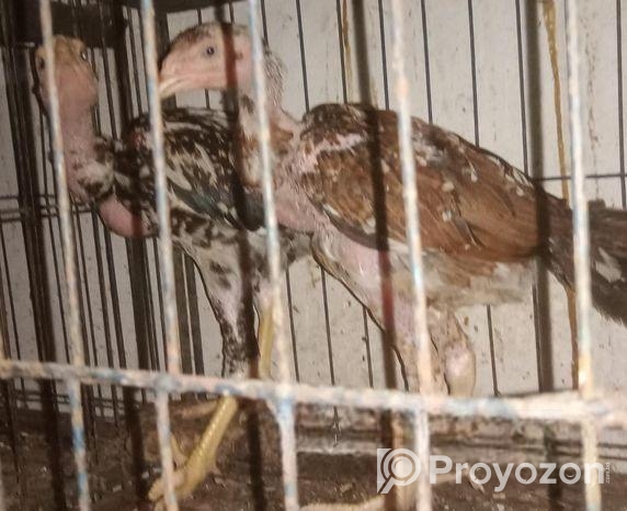 আচিল বা ফাইটার মোরগ ও মুরগি