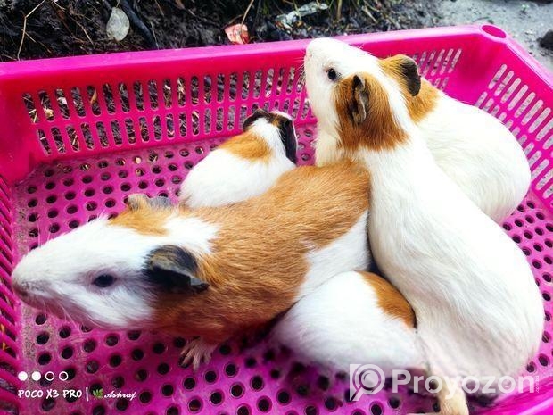 গিনিপিগ