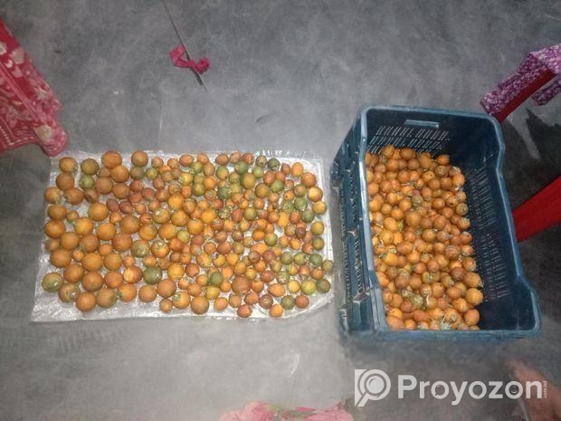 ১ কুড়ি দেশি গাছ পাকা সুপারি