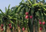 ড্রাগন গাছের চারা
