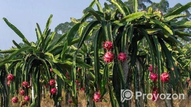 ড্রাগন গাছের চারা