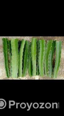 ড্রাগন গাছের চারা