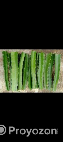 ড্রাগন গাছের চারা