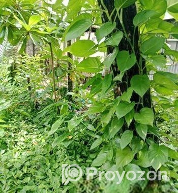 Devil’s Ivy গাছের লতা