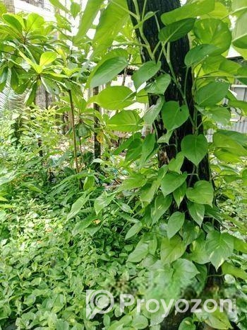 Devil’s Ivy গাছের লতা