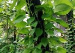 Devil’s Ivy গাছের লতা