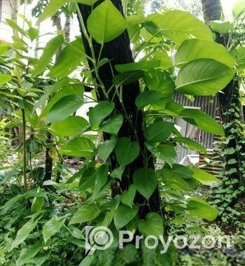 Devil’s Ivy গাছের লতা