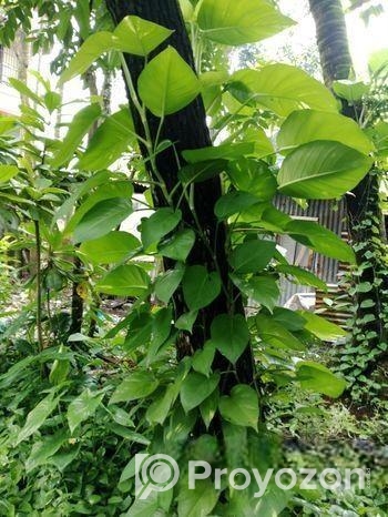Devil’s Ivy গাছের লতা