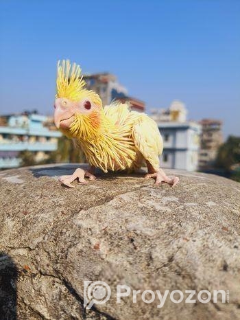 লোটিনো ককাটেল বেবি