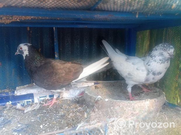 ১ জোড়া রানিং কবুতর