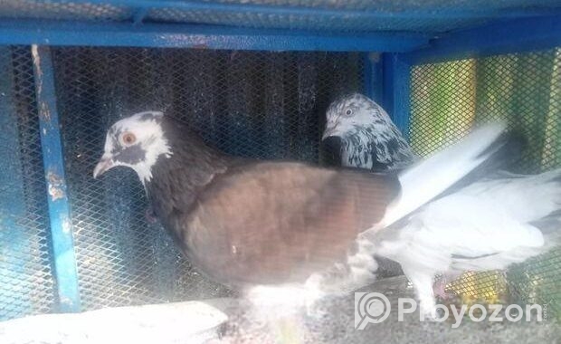 ১ জোড়া রানিং কবুতর