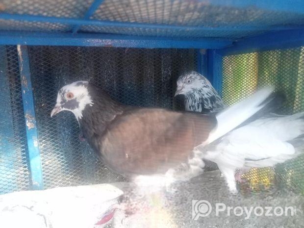 ১ জোড়া রানিং কবুতর