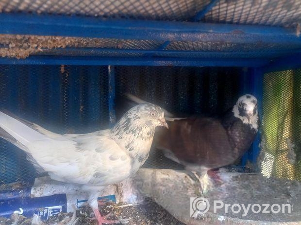 ১ জোড়া রানিং কবুতর