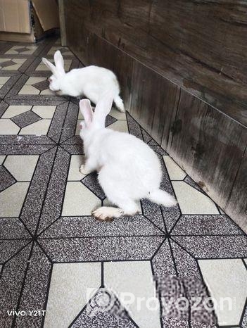 খরগোশ বাচ্চা