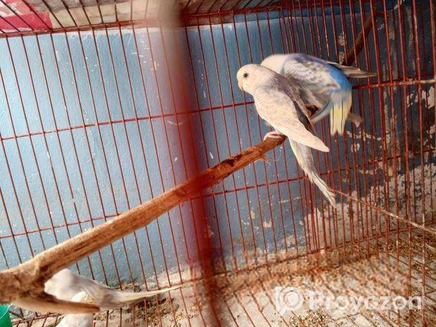 বাজুরিকা পাখি