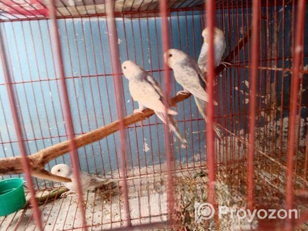 বাজুরিকা পাখি