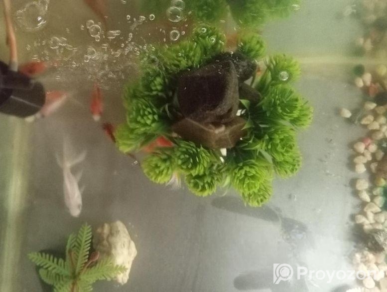 গোল্ডফিস, কই কার্প, গাপ্পি ফ্রাই, এঞ্জেল ফিস