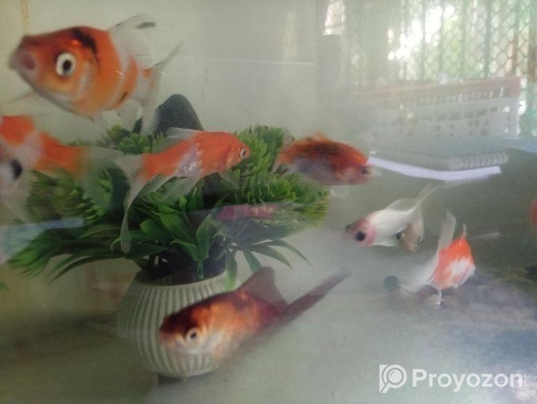 গোল্ডফিস, কই কার্প, গাপ্পি ফ্রাই, এঞ্জেল ফিস