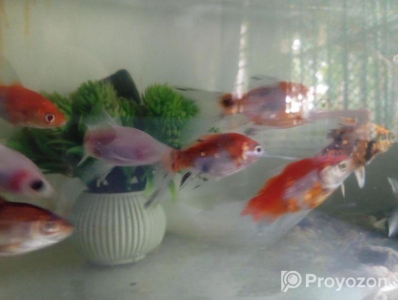 গোল্ডফিস, কই কার্প, গাপ্পি ফ্রাই, এঞ্জেল ফিস