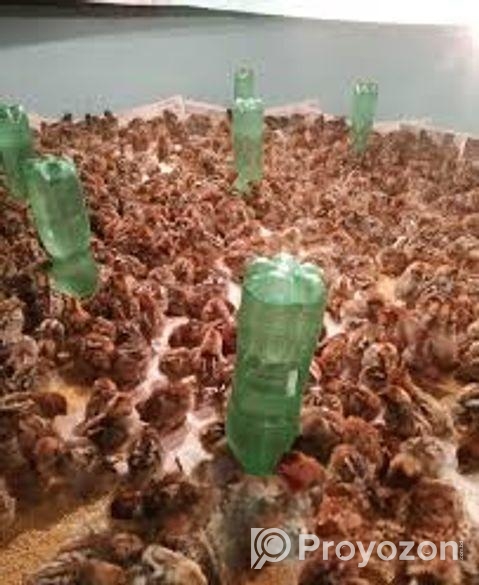 ( কোয়েল পাখি বিক্রি হচ্ছে)