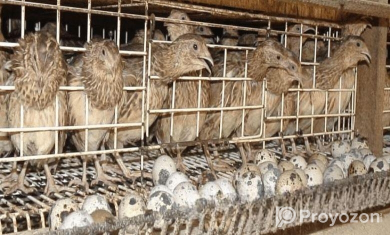 ( কোয়েল পাখি বিক্রি হচ্ছে)