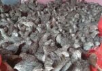 ( কোয়েল পাখি বিক্রি হচ্ছে)