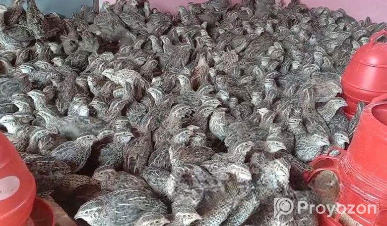 ( কোয়েল পাখি বিক্রি হচ্ছে)