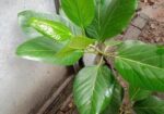 বট গাছ