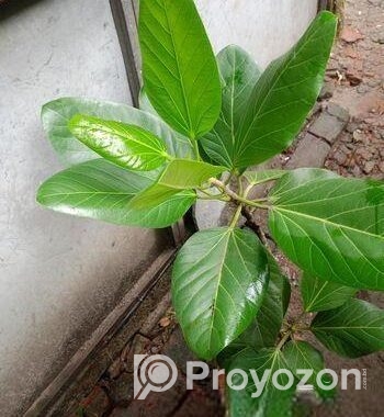 বট গাছ