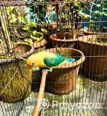 Parblue Euwing Opaline Male