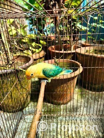 Parblue Euwing Opaline Male