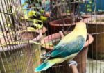 Parblue Euwing Opaline Male