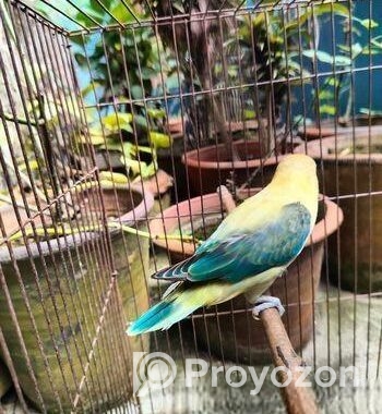 Parblue Euwing Opaline Male