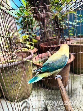 Parblue Euwing Opaline Male