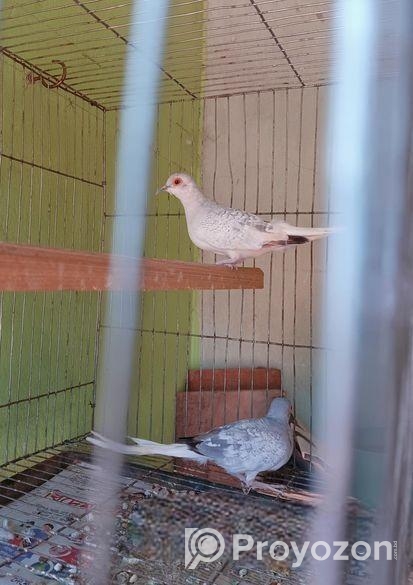 ডায়মন্ড ডাভ নিউ রানিং জোরা