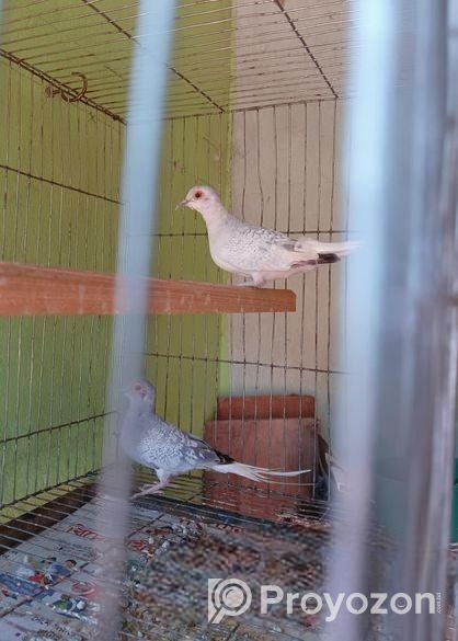 ডায়মন্ড ডাভ নিউ রানিং জোরা