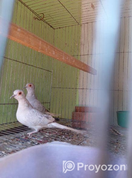 ডায়মন্ড ডাভ নিউ রানিং জোরা