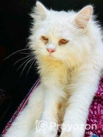 পার্সিয়ান বিড়াল