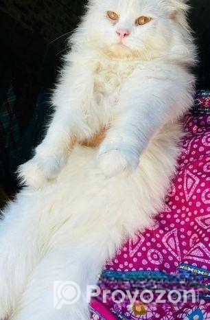 পার্সিয়ান বিড়াল