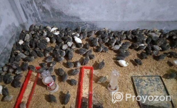 জাপানি কোয়েল পাখি
