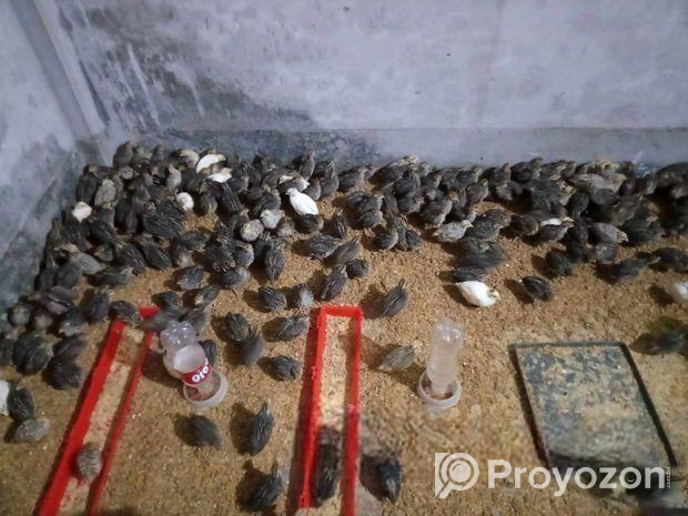 জাপানি কোয়েল পাখি