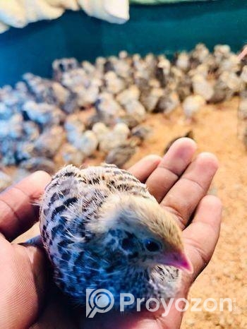 জাপানি কোয়েল পাখি